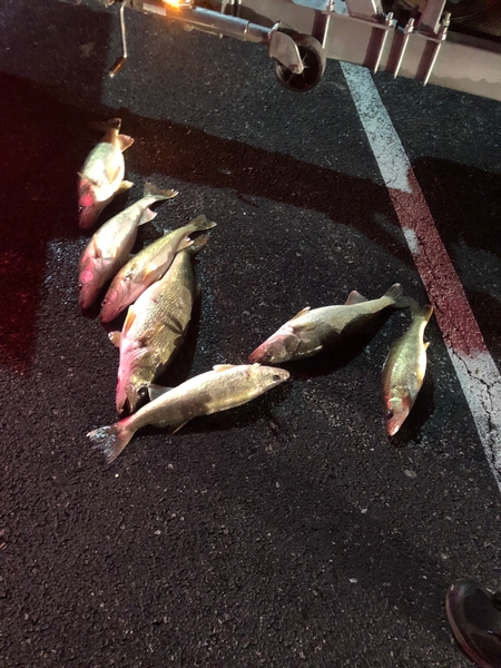 Huron Night Trip